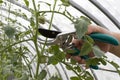 Prune the water shoots that grow between the stems and twigs of the tomato plant. Woman`s hands is pruning tomato plant branches