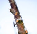 pruned apple brancjes under the snow Royalty Free Stock Photo