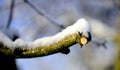 pruned apple brancjes under the snow Royalty Free Stock Photo