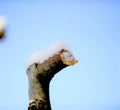 pruned apple brancjes under the snow Royalty Free Stock Photo