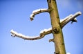 pruned apple brancjes under the snow Royalty Free Stock Photo