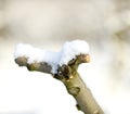 pruned apple brancjes under the snow Royalty Free Stock Photo