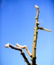 pruned apple brancjes under the snow Royalty Free Stock Photo