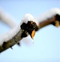 pruned apple brancjes under the snow Royalty Free Stock Photo