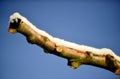 pruned apple brancjes under the snow Royalty Free Stock Photo