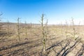 Pruned apple orchard in early spring