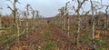 pruned apple orchard in winter in december