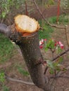 Pruned apple tree branch