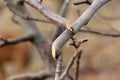 Pruned apple tree branch , shallow DOF. Royalty Free Stock Photo