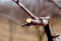 Pruned apple tree branch , shallow DOF. Royalty Free Stock Photo