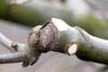 Pruned apple tree branch , shallow DOF. Royalty Free Stock Photo