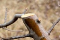Pruned apple tree branch , shallow DOF. Royalty Free Stock Photo