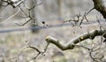 Pruned apple tree in an orchard