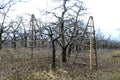 Pruned apple trees in an orchard