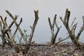 Pruned Bottlebrush shrubs (Callistemon) in a mulched garden. Royalty Free Stock Photo