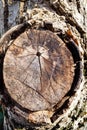 Pruned bough of old walnut tree on sunny day Royalty Free Stock Photo