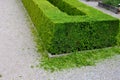 Pruned boxwood hedges are deep green and densely branched in spring. the hedge trimmer is done by an experienced gardener. the cut