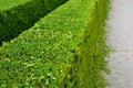 Pruned boxwood hedges are deep green and densely branched in spring. the hedge trimmer is done by an experienced gardener. the cut