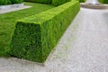 Pruned boxwood hedges are deep green and densely branched in spring. the hedge trimmer is done by an experienced gardener. the cut