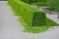 Pruned boxwood hedges are deep green and densely branched in spring. the hedge trimmer is done by an experienced gardener. the cut