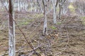 Pruned branches lie on ground near trees in orchard. Spring garden work.