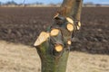 Pruned branches on a tree trunk. Autumn pruning Royalty Free Stock Photo