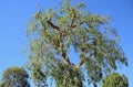Pruned Chinese Elm Ulmus parvifolia in Laguna Woods, California. Royalty Free Stock Photo