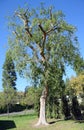 Pruned Chinese Elm Ulmus parvifolia in Laguna Woods, California.