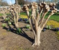 Pruned Crape Myrtle tree trunk in spring Royalty Free Stock Photo