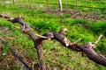 Pruned Grape Vine Royalty Free Stock Photo