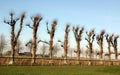 Pruned linden trees