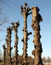 Pruned llnden trees