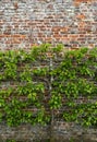 A carefully pruned espalier fruit tree