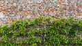 A carefully pruned espalier fruit tree with copy