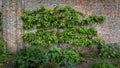 A carefully pruned espalier fruit tree