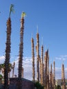 Pruned Mexican fan palm Washingtonia robusta trees. Overly pruned in mohawk style with only one or two fronds remaining.