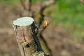 Pruned pear tree branch with antifungal paste. Agriculture