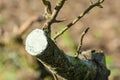 Pruned pear tree branch with antifungal paste. Agriculture Royalty Free Stock Photo