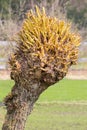 Pruned pollard willow on a trunk