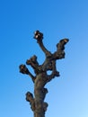 Pruned pollarded tree plane urban Royalty Free Stock Photo
