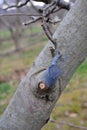 pruned and  protected apple tree in an orchard Royalty Free Stock Photo