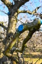 pruned and protected apple tree in orchard i n winter Royalty Free Stock Photo