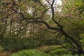 Pruned tree blossom in park