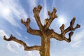 Pruned Tree on a Blue Sky Royalty Free Stock Photo