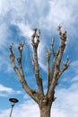 Pruned Tree on a Blue Sky with Clouds Royalty Free Stock Photo