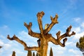 Pruned Tree on a Blue Sky with Clouds Royalty Free Stock Photo