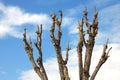 Pruned Tree on a Blue Sky Royalty Free Stock Photo