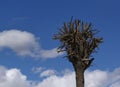 Pruned tree on a blue sky. Small tree with pruned branches. Royalty Free Stock Photo