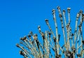 Pruned tree in spring, against blue sky Royalty Free Stock Photo