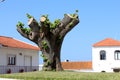 Pruned tree Royalty Free Stock Photo